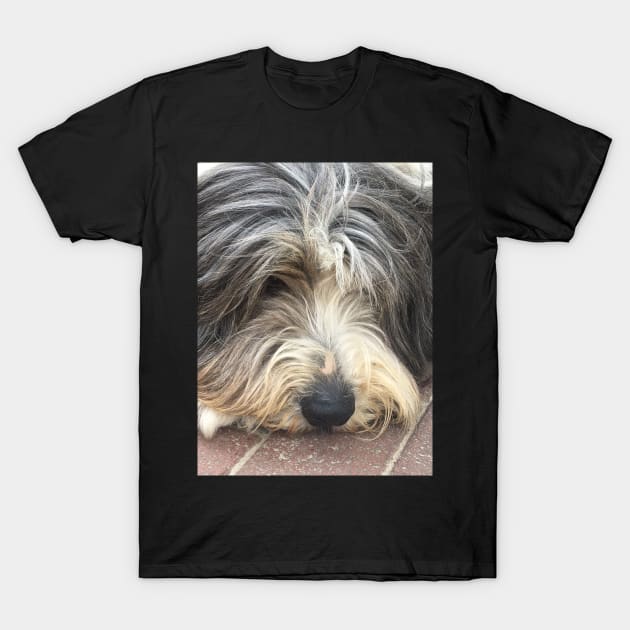 Bearded Collie Nap Time - Always got one eye open just in case! T-Shirt by Bucklandcrafts